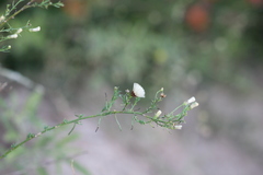Baccharis coridifolia
