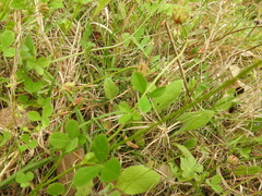 Trifolium carolinianum