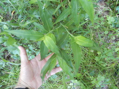 Commelina erecta erecta