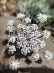 Lomatium nevadense parishii