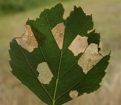 Coleophora siccifolia