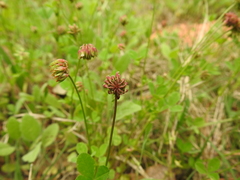Trifolium carolinianum