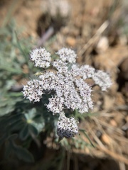 Lomatium nevadense parishii