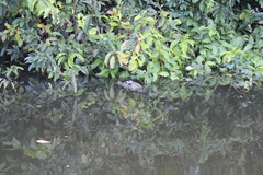 Melanosuchus niger