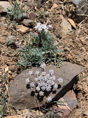 Lomatium nevadense parishii