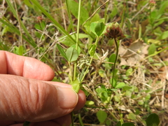 Trifolium carolinianum