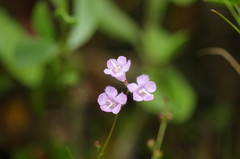 Agalinis maritima