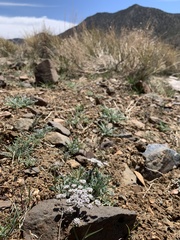 Lomatium nevadense parishii