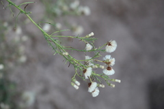 Baccharis coridifolia