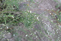 Baccharis coridifolia