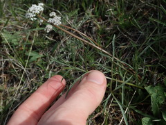 Lomatium gormanii