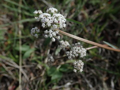 Lomatium gormanii