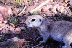 Xerospermophilus
