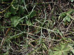 Lomatium gormanii