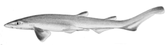 Blacktip Sawtail Catshark photo 4