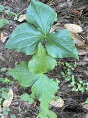 Trillium ovatum