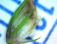 Trifolium carolinianum