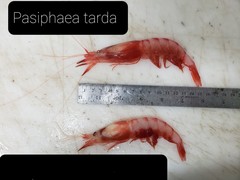 Pasiphaea tarda