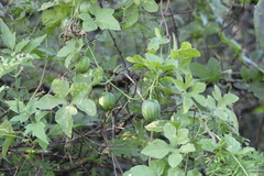 Cucurbitella asperata