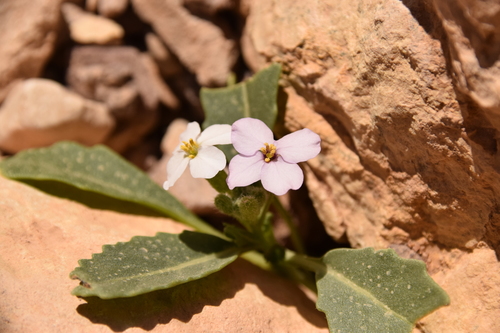 Diplotaxis acris (Diplotaxis acris)