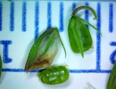 Trifolium carolinianum