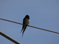 Hirundo rustica