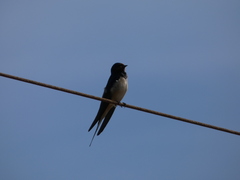 Hirundo rustica