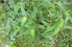 Commelina erecta erecta