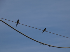 Hirundo rustica