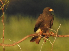 Zilchiopsis collastinensis
