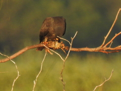 Zilchiopsis collastinensis