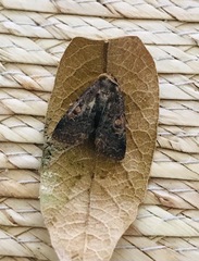 Cerastis faceta