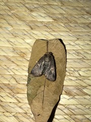Cerastis faceta