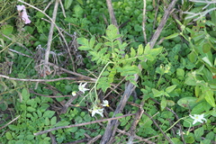 Solanum commersonii