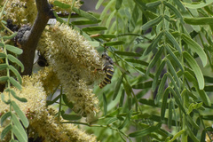 Opomydas townsendi