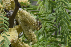Opomydas townsendi