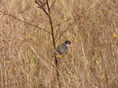 Curruca melanocephala