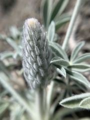 Lupinus magnificus magnificus