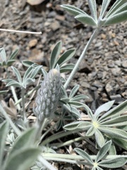 Lupinus magnificus magnificus