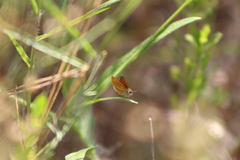 Ancyloxypha nitedula