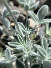 Lupinus magnificus magnificus