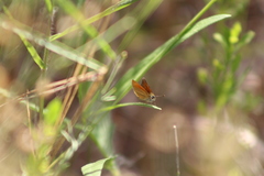 Ancyloxypha nitedula