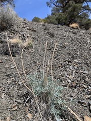 Lupinus magnificus magnificus