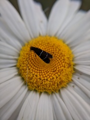 Adela septentrionella