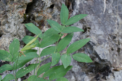 Lathyrus laevigatus occidentalis