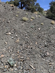 Lupinus magnificus magnificus