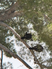 Parabuteo unicinctus
