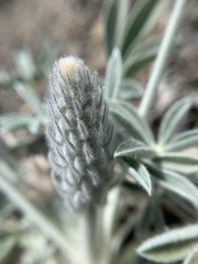 Lupinus magnificus magnificus