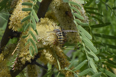 Opomydas townsendi
