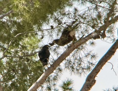 Parabuteo unicinctus